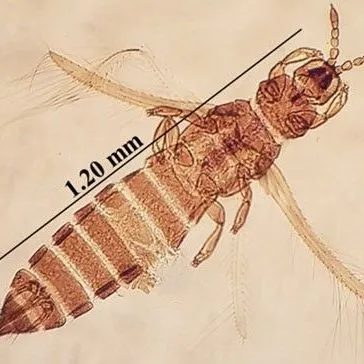 thumbnail for publication: Composite Thrips, Microcephalothrips abdominalis (Crawford, 1910) (Insecta: Thysanoptera: Thripidae)